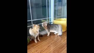 Funny cats /Can anyone help translate when cats are quarreling?猫咪吵架谁能帮忙翻译一下？