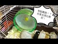 倉鼠雪雪之新滾輪new hamster wheel