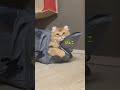 み、見てた…笑 cat 猫 アメリカンカール shorts