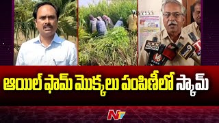 ఆయిల్ ఫామ్ మొక్కలు పంపిణీలో స్కామ్ | Palm Oil Cultivation | Ntv