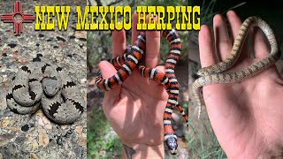 Herping for Arizona Mountain Kingsnakes, Banded Rock Rattlesnakes, Farting Hooknoses, \u0026 More