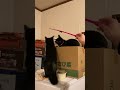 遊びの邪魔をされ猫パンチするるんば先輩 猫