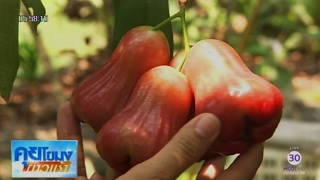 เกษตรสร้างชาติ : เกษตรยุคใหม่ปลูกชมพู่ทับทิมจันทร์อินทรีย์