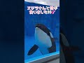 ステラさんと目が合いました💕😍 神戸須磨シーワールド シャチ シャチショー シャチパフォーマンス orca killerwhale オルカパフォーマンス オルカラバー