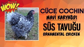 Cüce Cochin Siyah ve Mavi Karyağdı - (Black and Blue Mottled) / Ornamental Chickens