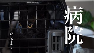 黒猫のジジ。病院へ行く猫【野良猫保護2年目】