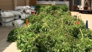Massive Marijuana Bust at Ariz. Grow Operation