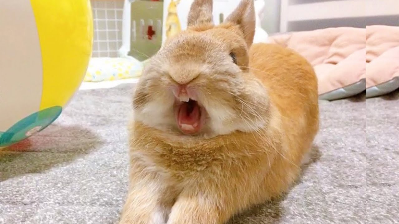 Funny Baby Bunny Rabbits Funniest Rabbits With Funny Moments