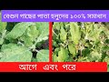 বেগুনের পাতা হলুদ সমস্যার সফলতার সাক্ষাৎকার  #agriculture #agriculturelife #vairalvideo