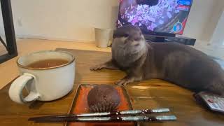 Otter Melonpan tried to steal daddy's   rice cake 😂🦦Otter thief 😄| Cute Otter