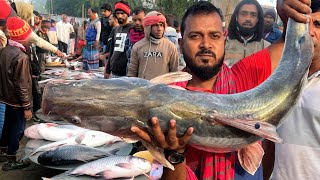 পদ্মার বিশাল আইর মাছ পাইকারি নিলামে কত টাকা বিক্রি হলো দেখুন | DN Eyes | Moinotghat | padma fish