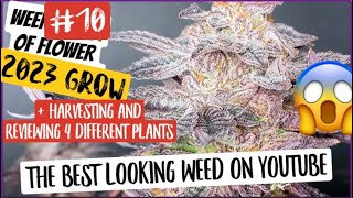 S7 E11:  The BEST weed on YouTube PERIOTT and harvesting them 😂 harvesting cannabis week #10 flower
