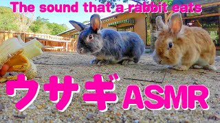 【ASMR】餌を見つけたウサギの反応が可愛すぎる Rabbit eating banana