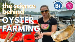 THE SCIENCE BEHIND: OYSTER FARMING (Food \u0026 Sustainability Series, Part 3)