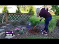 planting new dwarf buddleia butterfly candy lil’ grape butterfly bush