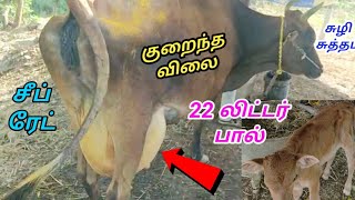 22 லிட்டர் பால் கறக்கும் கன்று மாடு விற்பனைக்கு குறைந்த விலையில்