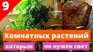 Лучшие комнатные растения: 9 комнатных растений, которым не нужен свет