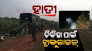 Gajraj Operation: A Wild Elephant Limps As Forest Department Tries To Tranquilize At Athagarh