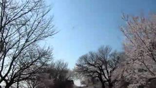 車載動画 木曽川堤の桜 一宮市光明寺 2011.4.1