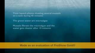 Mussels Filtering Microalgae