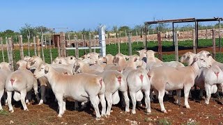 Sheep ready to produce meat / White Dorper Sheep