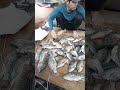 ikan tilapia sangat besar hasil tangkapan#shorts