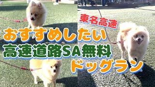 【愛犬と無料で楽しめる‼️】おすすめ高速道路のドッグラン　足柄SA下り　＃ドッグラン＃papillon＃Pomeranian