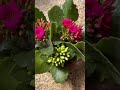 Blooming Kalanchoe blossfeldiana garden! ❤️💛🤍💚😍💐