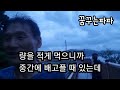 내일마라톤 동호회 탑정호 7km 낙지볶음과 눈꽃빙수 먹방