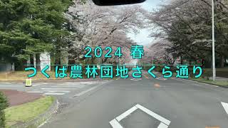 つくば農林団地さくら通り  2024春