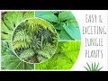 Plant Shopping for a Lush & Leafy UK Jungle Garden