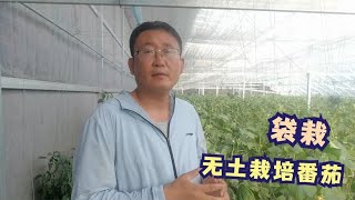 袋栽无土栽培番茄，优势再一次被证明，预防青枯比用农药强