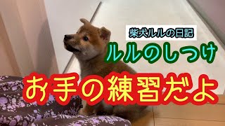 柴犬犬ルル　＃18　ルルのしつけ教室　おすわりが進化したよ　お手も練習中　ジッと待つことを覚えたルルを見てね