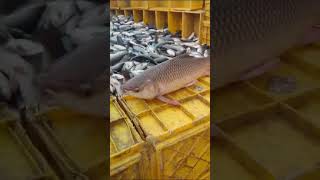 Live Fish #fishing #fish # #travel #river