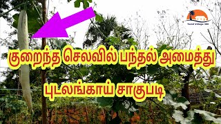 பந்தல் அமைத்து புடலங்காய் சாகுபடி  | How To Grow Snakegourd Cultivation In Tamil | PudalaiSagupadi