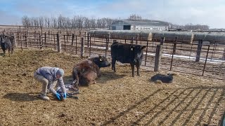 We saved this Calf!