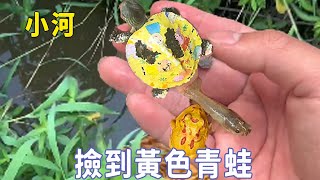 阿傑河邊撿到被刮了油漆的卡通烏龜，還有黃色的青蛙白色的龍蝦，這運氣也太好了吧！ 【戶外小航】