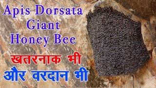 ये मधुमक्खियां वरदान हैं लेकिन 10 -15 काट ले तो बचना मुश्किल ! A Giant Honey Bee Apis Dorsata ||