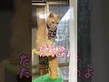 【猫和尚】ぐずぐずと言い訳　 猫 猫動画 猫和尚