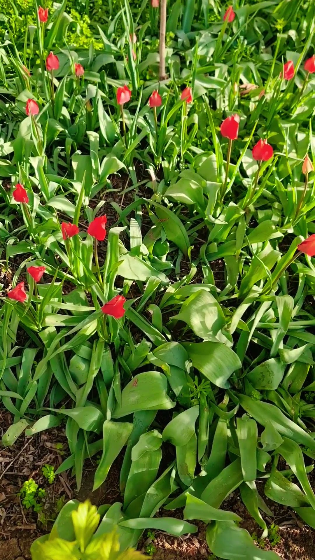 Tulips Youtube