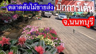 ตลาดต้นไม้ขายราคาส่งถูกๆ บิ๊กการ์เด้น อ.บางใหญ่ จ.นนทบุรี