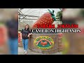 3 Hari 2 Malam di Cameron Highlands,Pahang,Malaysia ||Travel vlog part 3 ||Big Red Strawberry Farm 🍓