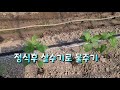 늘햇살팜 농튜버 시설하우스꽈리 정식하는날 꽈리심는간격 초벌 줄치기 잡아주기 물주기 1