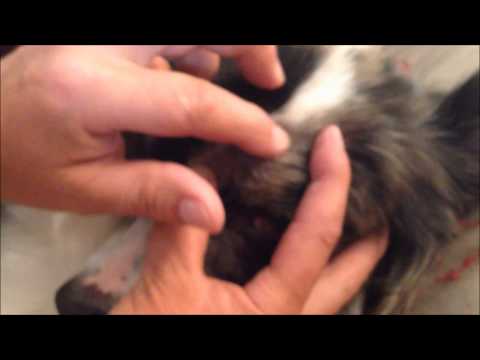 Safe and Easy Tick Removal, No Tweezers and No Pain. Safe and Easy Tick Removal, No Tweezers and No Pain.