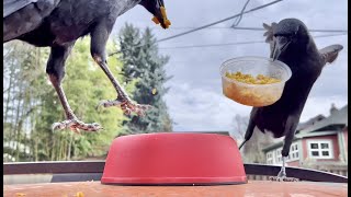 Crow Cam: WTF is This?!