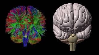 The Pre-Frontal Cortex