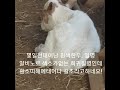 흰송아지 white calf