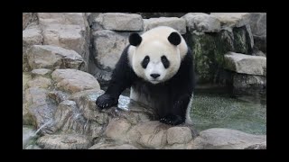 20220520 母女戰到水池邊 圓寶泡湯充個電(節錄) Giant Panda Yuan Yuan \u0026 Yuan Bao