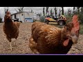 Steyer Off Grid Introduction, Hatching Chicken's