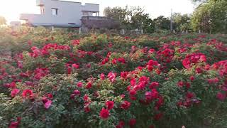 kashmiri Rose Farming _ कश्मीरी गुलाब की खेती।Narmada Home Stay, Nanazunda, Gujrat.